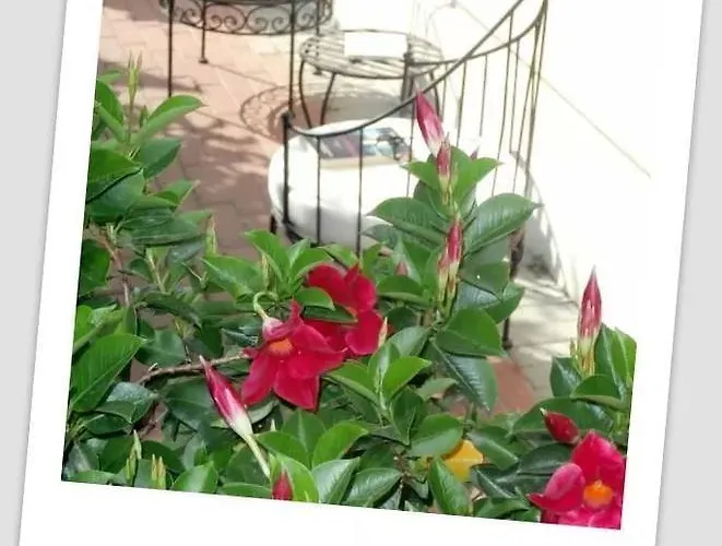 Da Ferro マッサローザ