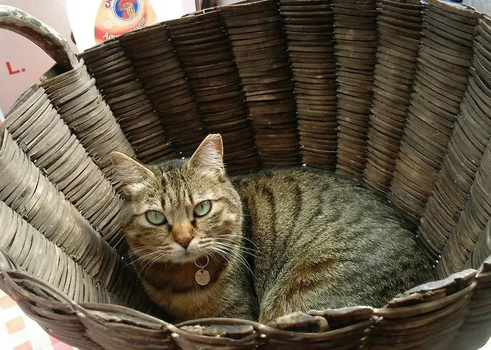 Bed and breakfast Da Ferro Massarosa